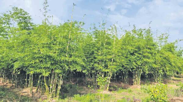 farming bamboo