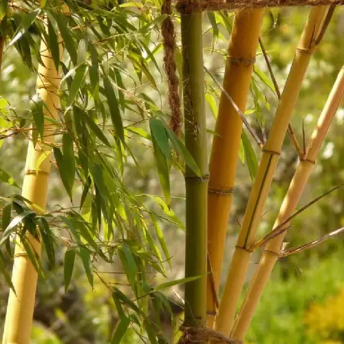 Environment Friendly timber bamboo