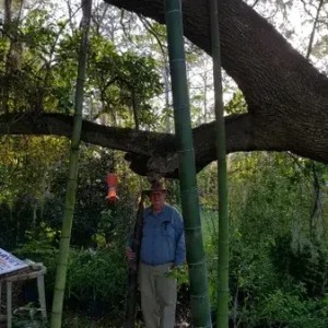 Giant Moso Farming Bamboo Plant