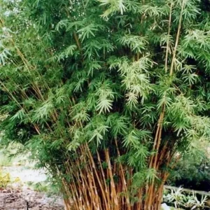 Beautiful golden canes with green stripes